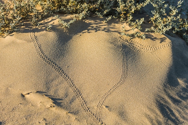 Muitos vestígios de caranguejos na areia fina e quente da praia
