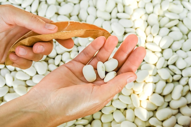 mujer abre frijoles blancos maduros. concepto de jardinería y cultivo de frijoles