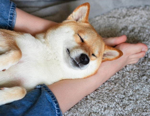 Una mujer acariciando a un lindo perro rojo Shiba inu durmiendo sobre sus pies Closeup