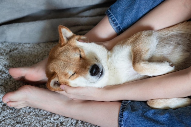 Una mujer acariciando a un lindo perro rojo Shiba inu durmiendo sobre sus pies Closeup