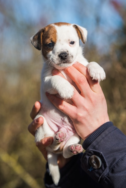 Mujer adoptó un cachorro de un refugio de animales.