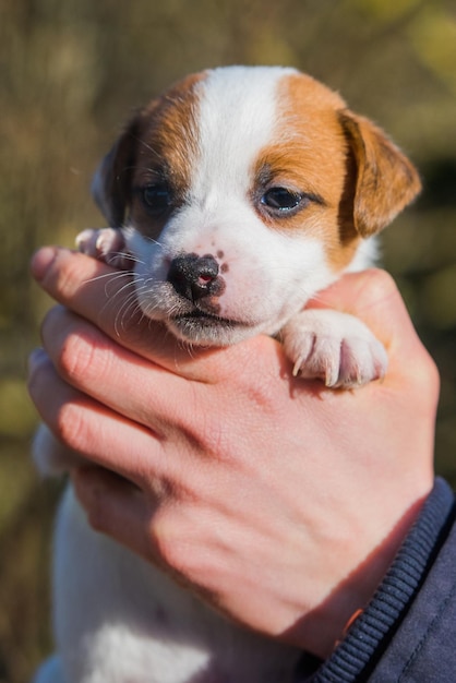 Mujer adoptó a un cachorro de un refugio de animales