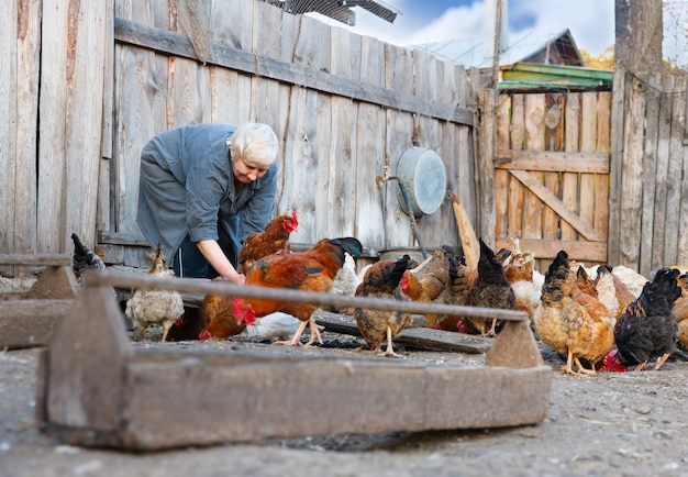 Mujer adulta cuidando las gallinas en la granja