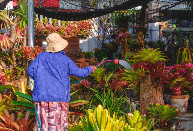 Mujer adulta regando diferentes tipos de plantas de bromelias coloridas en el área de jardinería en casa