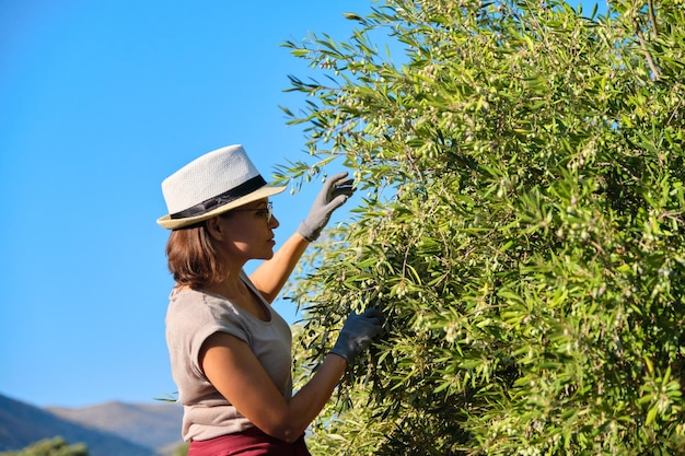 Mujer adulta sostiene en su mano rama con un olivo, espacio de copia, olivar de fondo en las montañas, cielo, paisaje escénico al atardecer