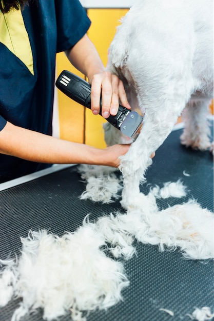 Mujer afeitarse un perro blanco