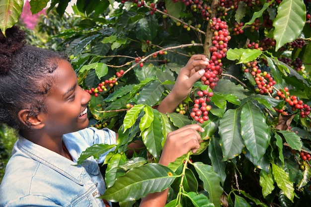 Mujer afroamericana recogiendo granos de café arábica en el cafeto en su finca