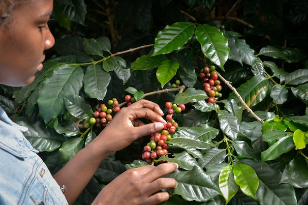 Mujer afroamericana recogiendo granos de café arábica en el cafeto en su finca