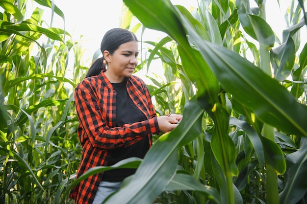 Mujer agricultora agrónoma en campo de maíz trabajadora agrícola analizando el desarrollo de cultivos