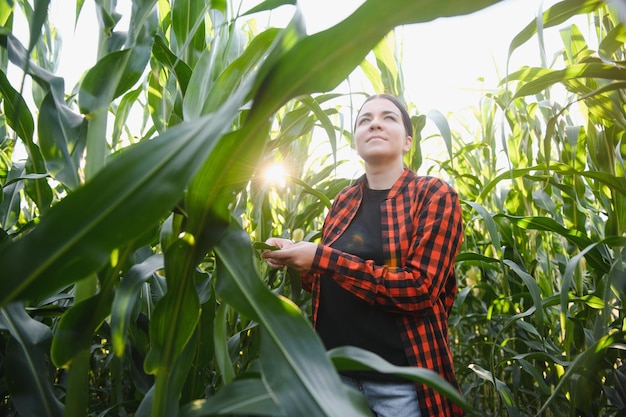 Mujer agricultora agrónoma en campo de maíz trabajadora agrícola analizando el desarrollo de cultivos