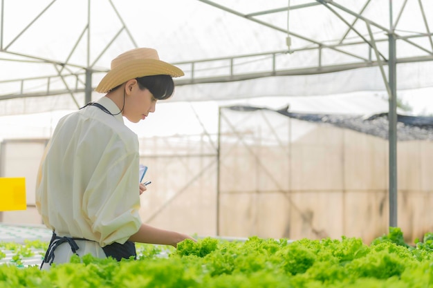 Mujer agricultora asiática que trabaja en una granja de ensaladas Mujer asia Cultivando verduras para un negocio mayorista en el mercado de productos frescos