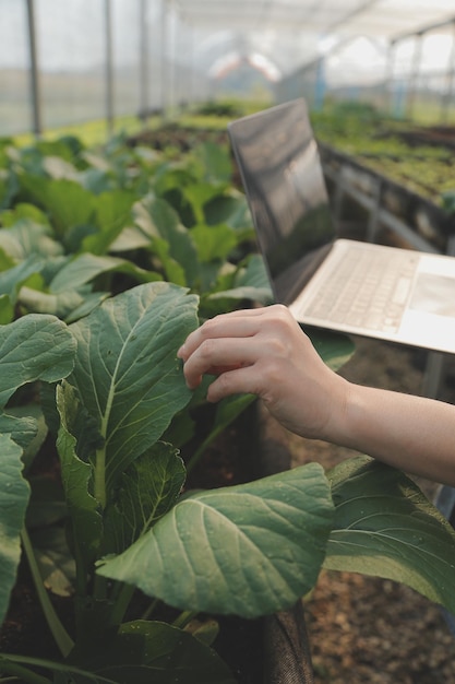 Mujer agricultora asiática usando tableta digital en huerta en invernadero Concepto de tecnología de agricultura empresarial agricultor inteligente de calidad