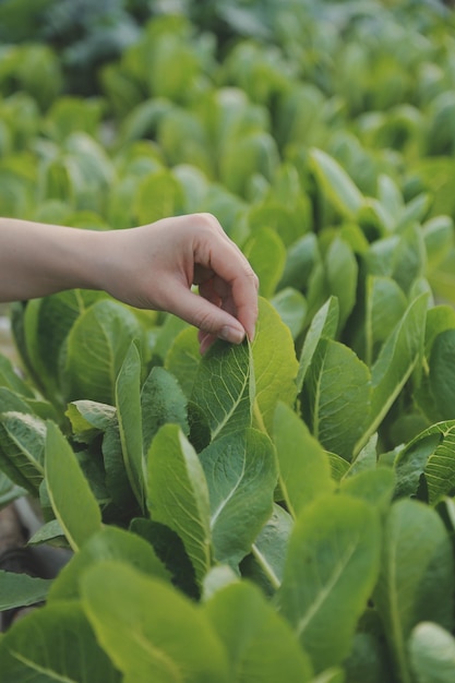 Mujer agricultora asiática usando tableta digital en huerta en invernadero Concepto de tecnología de agricultura empresarial agricultor inteligente de calidad