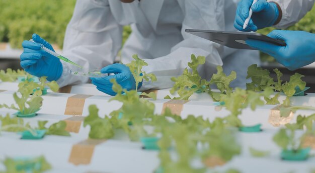 Mujer agricultora asiática usando tableta digital en huerta en invernadero Concepto de tecnología de agricultura empresarial agricultor inteligente de calidad