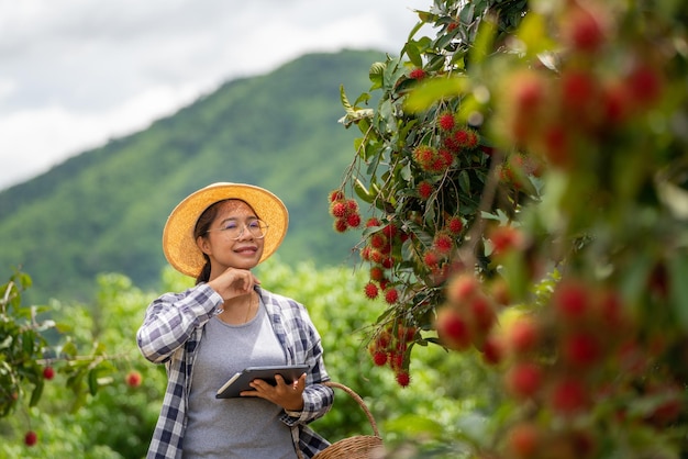 Mujer agricultora cansada cuando trabaja con Tablet para comprobar la calidad de la fruta de rambután en la agricultura