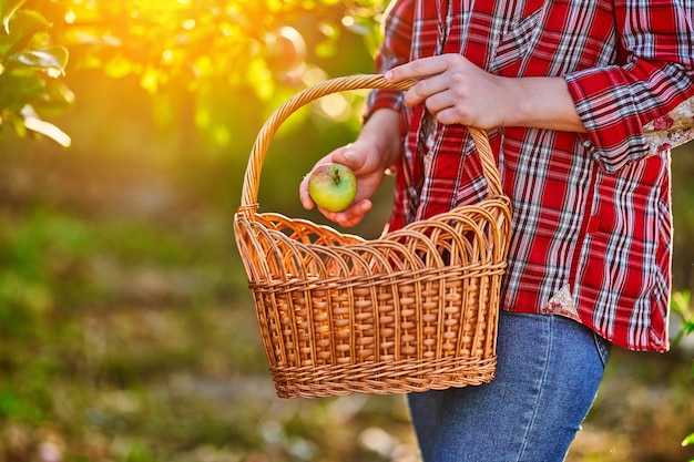 Mujer agricultora con cesta de paja recogiendo cosecha de manzanas caseras orgánicas ecológicas maduras en el jardín de cosecha propia al atardecer