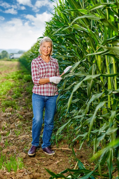 Mujer agricultora cosechando maíz