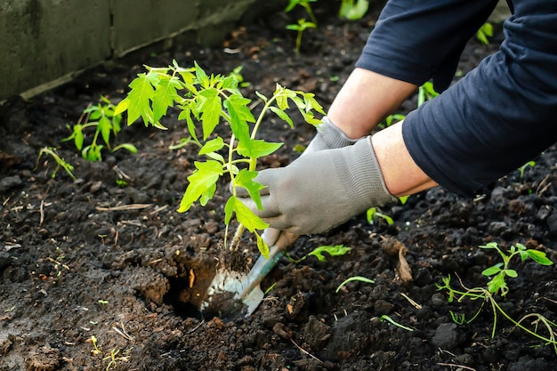 Mujer agricultora en guantes plantando plántulas de tomates en tierra en un jardín orgánico invernadero cultivo agricultura en primavera veranoconcepto amigable con el medio ambiente