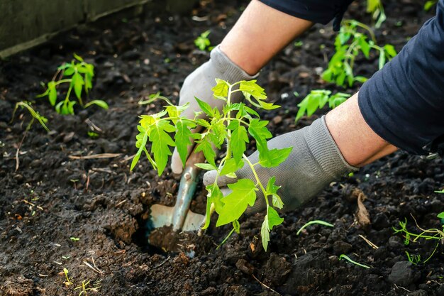 Mujer agricultora en guantes plantando plántulas de tomates en tierra en un jardín orgánico invernadero cultivo agricultura en primavera veranoconcepto amigable con el medio ambiente