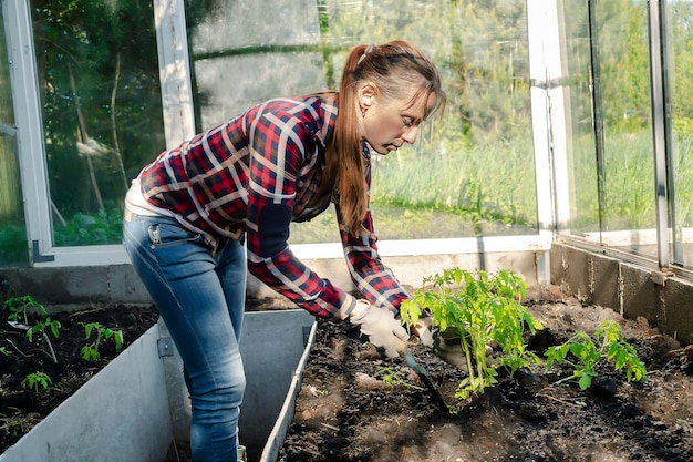 Mujer agricultora en guantes plantando plántulas de tomates en tierra en un jardín orgánico invernadero cultivo agricultura en primavera veranoconcepto amigable con el medio ambiente
