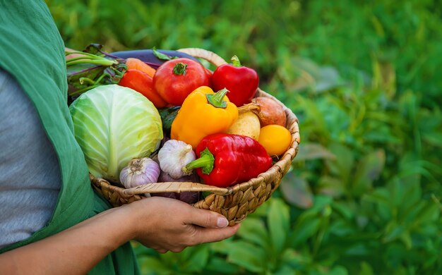 Mujer agricultora en el huerto con una cosecha de verduras. Enfoque selectivo. Comida.