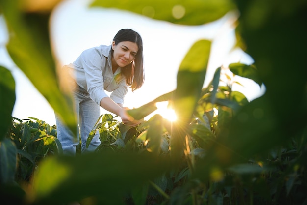 Foto mujer agricultora o agrónoma examinando plantas de soja verde en el campo