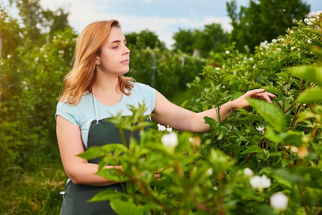 Mujer agricultora que trabaja en un jardín de frutas El inspector biólogo examina los arbustos de moras