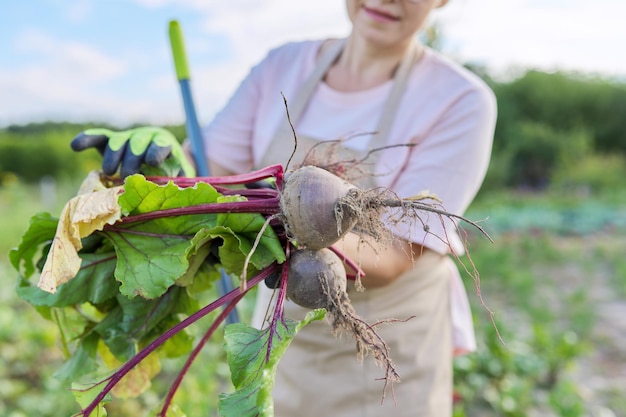 Mujer agricultora con remolachas frescas en la granja, remolachas con hojas, fondo de cielo azul de huerta de verano soleado. Concepto de comida saludable, orgánica y natural.