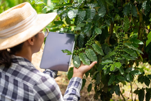 Mujer agricultora revisa granos de café arábica con tabletas bayas de granjero con manos de agricultor Robusta