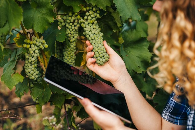 Foto mujer agricultora rizada que usa aplicaciones de tabletas para estudiar el desarrollo de cultivos de otoño tecnología agrícola inteligente y agricultura orgánica tecnologías en el concepto de agricultura