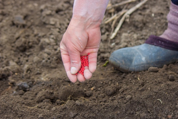 Mujer agricultora siembra semillas de remolacha