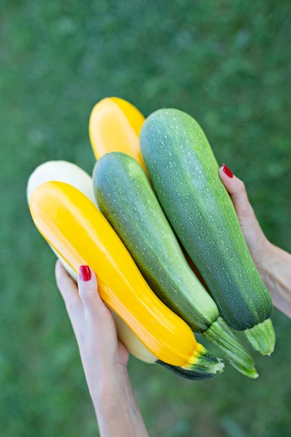 Mujer agricultora sosteniendo calabacín colorido Hermosas manos femeninas con manicura sostienen calabacín