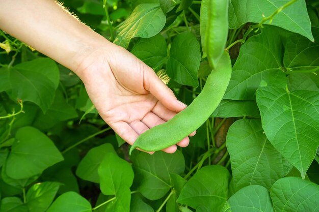 mujer agricultora sosteniendo frijoles verdes jóvenes en crecimiento. concepto de jardinería y cultivo de frijoles