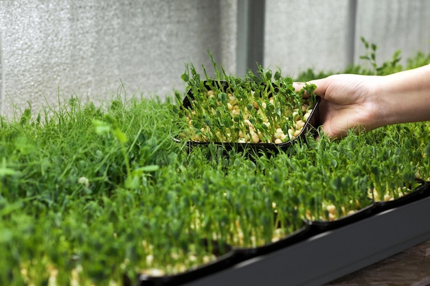 Mujer agrónoma mostrando un contenedor de brotes de guisantes de microvegetales en contenedores en invernadero