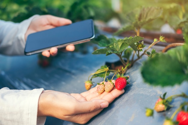 Mujer del agrónomo que usa Smartphone que comprueba la fresa en granja orgánica de la fresa