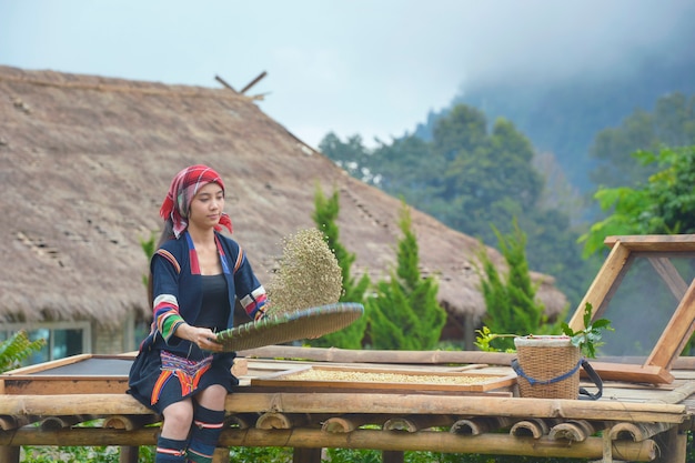 Mujer Akha recogiendo granos de café rojos en el ramo de las bayas de café arábica de árbol en su rama, Tailandia.