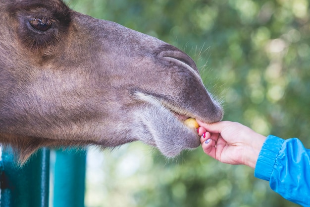 Una mujer alimenta a un camello en el zoológico.