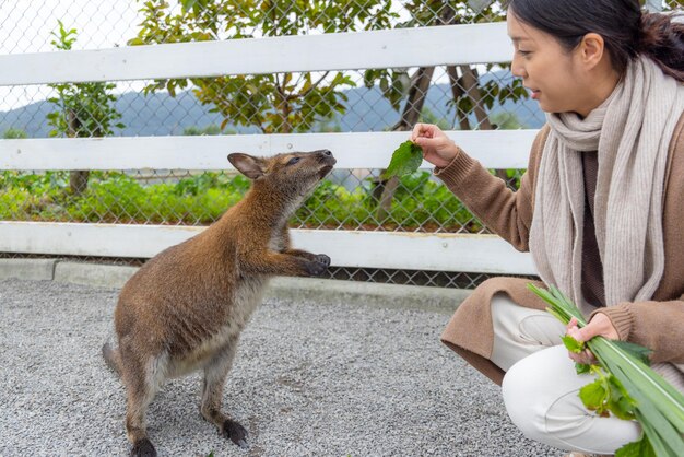 Una mujer alimenta a un canguro en un parque zoológico turístico