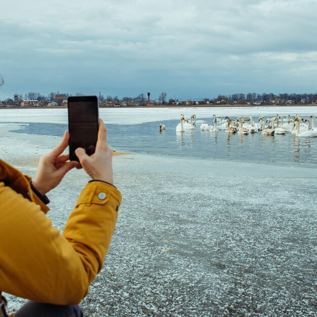 Mujer alimenta cisnes en el lago de invierno