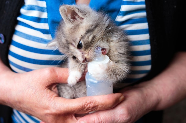 una mujer alimenta a un gatito pequeño de una botella