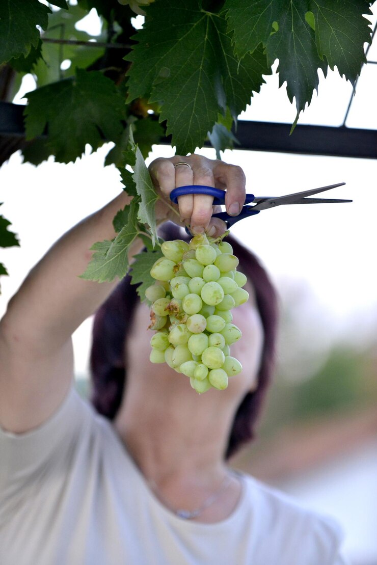 Foto mujer ama de casa recogiendo uva blanca orgánica madura en un jardín bakcyardimagen de un