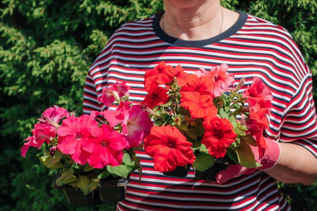 Mujer anciana caucásica con una camiseta a rayas sostiene plántulas de flores en sus manos en un día soleado