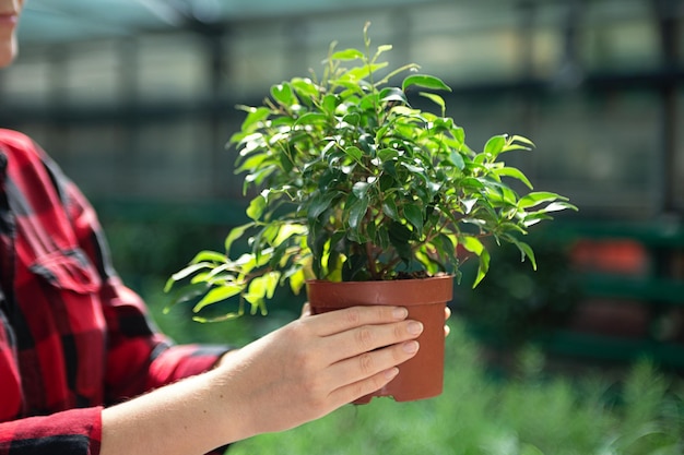 Mujer anónima sosteniendo en las manos una olla con un árbol de ficus en concepto de compras de plantas de maceta