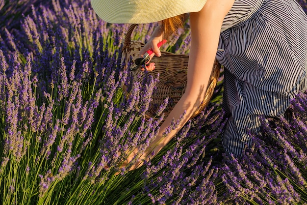 Mujer arranca flores violetas poniéndolas en una cesta de mimbre