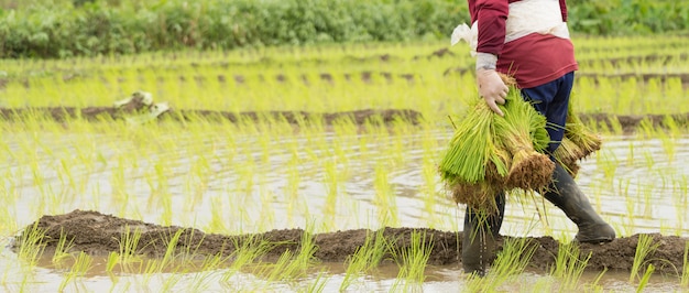 Mujer asiática en el campo de arroz, Granjero siembra de brotes de arroz en Tailandia