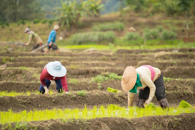 Mujer asiática en el campo de arroz, granjero siembra brotes de arroz en Tailandia