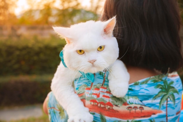 Una mujer asiática lleva un gato persa blanco en el césped por la noche Un gato persa que ha sido t