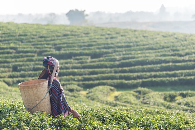 Mujer asiática que trabaja y que escoge la hoja de té en agricultura de la plantación de té de la granja.