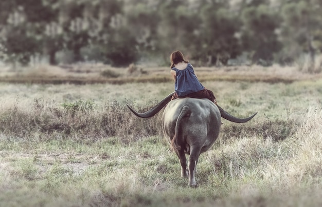 Mujer asiática (tailandesa) agricultora con un búfalo en el campo