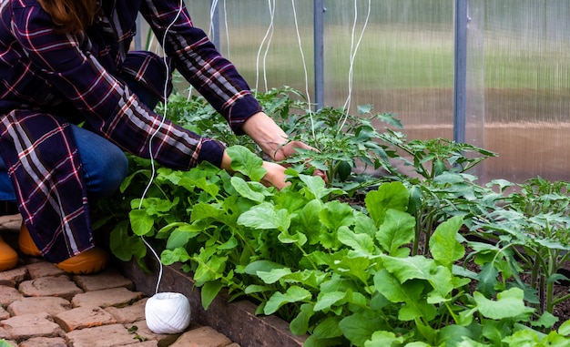 Mujer atando arbustos de tomate con cuerdas